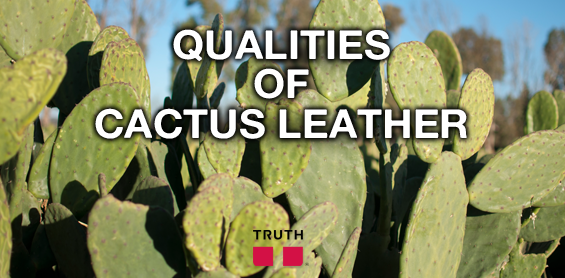 Cactus Leather: A Sustainable Vegan Solution Or A Prickly Subject?